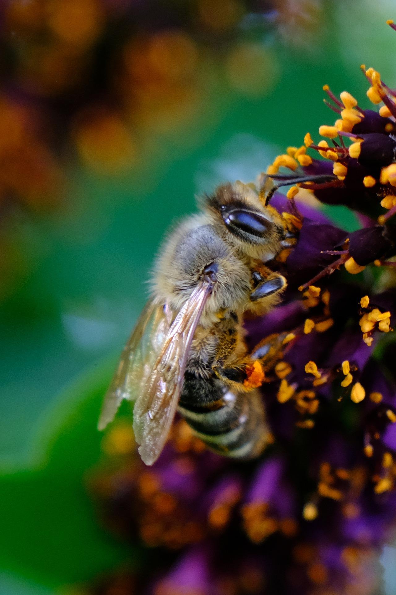 Sie summen wieder: Bienenpatenschaft von UNIVERSAL geht ins zweite Jahr