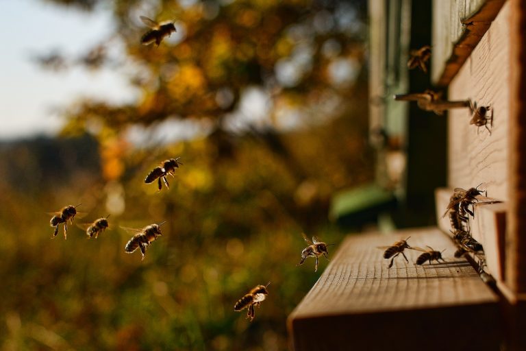 Sie summen wieder: Bienenpatenschaft von UNIVERSAL geht ins zweite Jahr